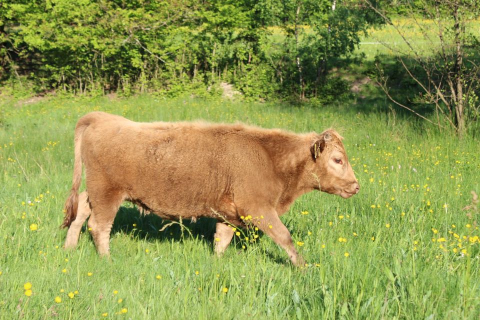 Dexter Färse Rind in Hessisch Lichtenau