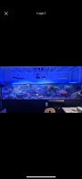Aquarium Meerwasser 300 x 80x 60 inklusive Technickbecken Bayern - Niedernberg Vorschau