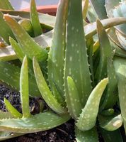 Aloe Vera, Blumen Berlin - Steglitz Vorschau