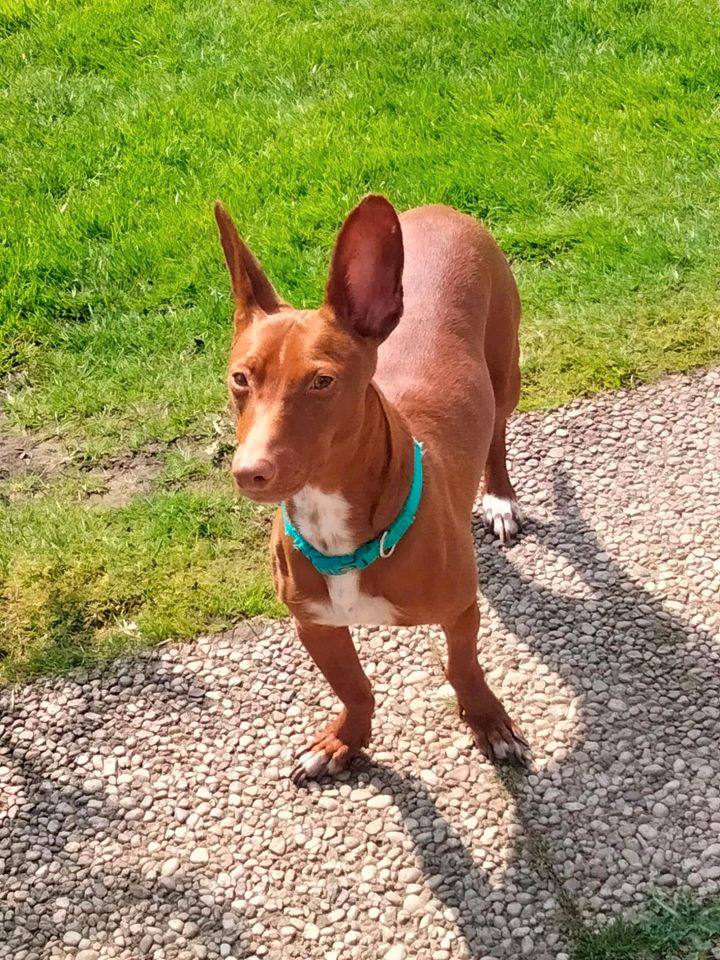 BOLT Podenco Maneto Rüde Tierschutz Hund in Norden