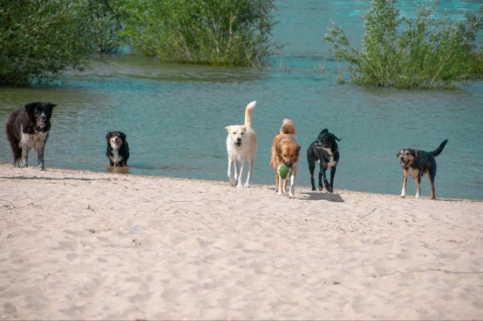 Leinenpöbler,  unsichere Hunde, Angsthunde, Tierschutzhunde in Mülheim (Ruhr)