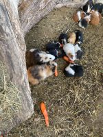 Meerschweinchen Jungtiere  männlich weiblich Thüringen - Bad Tennstedt Vorschau