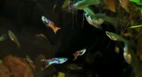 Guppys Endler Guppys Niedersachsen - Wolfsburg Vorschau