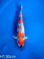 Koi D-Goshiki 30cm H1-15 Nordrhein-Westfalen - Wadersloh Vorschau