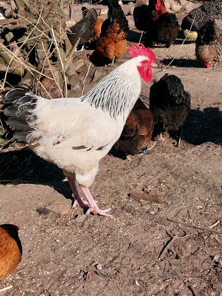 Bruteier bunte Hühnerscharr in Märkisch Luch