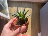 Komplette Pflanze Haworthia limifolia Dresden - Südvorstadt-West Vorschau