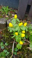 5x Eranthis hyemalis mehrjährige Pflanze früh blühende Nordrhein-Westfalen - Lennestadt Vorschau