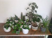 Diverse Pflanzen zu verkaufen Ufo-Pflanze, Callathea, F. Ginseng Nordrhein-Westfalen - Erftstadt Vorschau