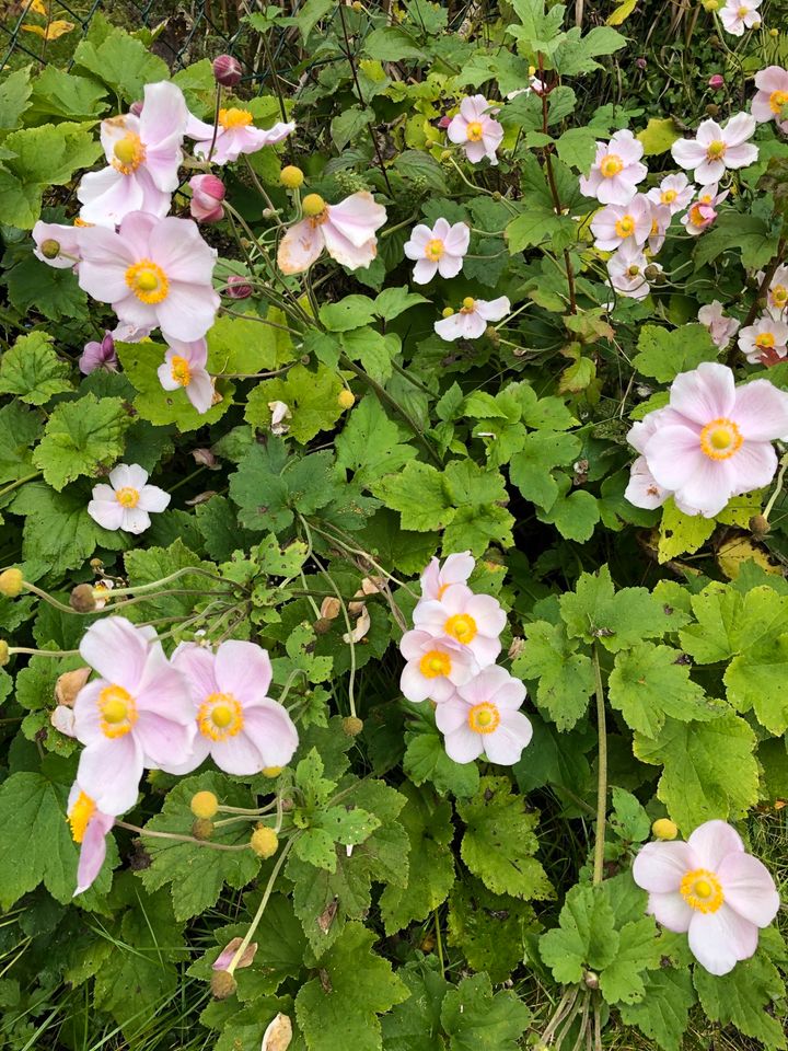 Pflanzen: Herbstanemone, Anemone japonica, Staude, zartrosa in Stadtbergen