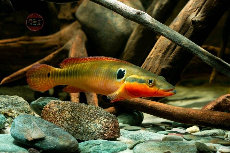 Crenicichla zebrina *Babies*, 10-12 cm in Hoppegarten