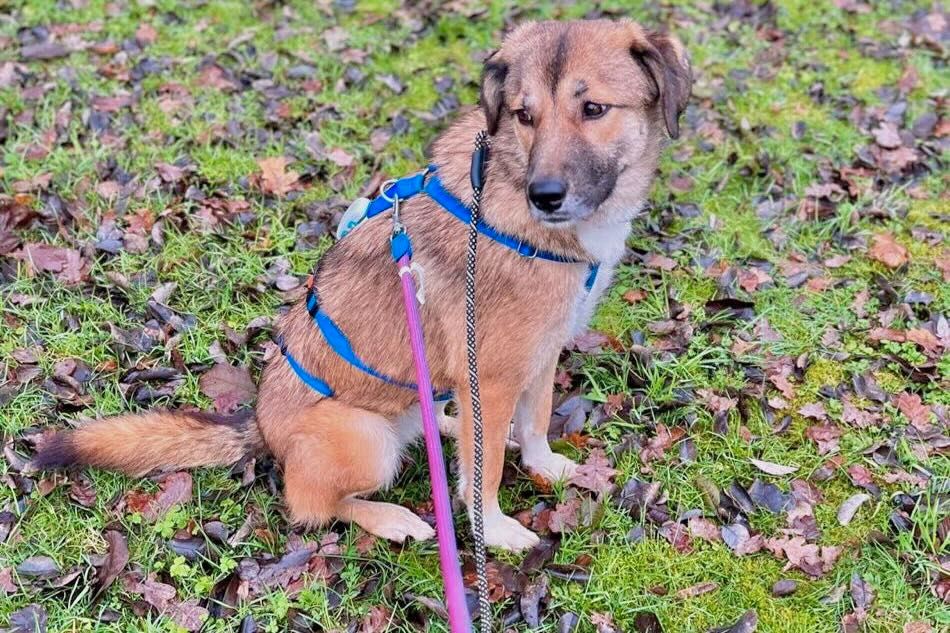 Kalinka (ca. 2 Jahre) – tolle Hündin sucht noch tollere Menschen! in Rastenberg