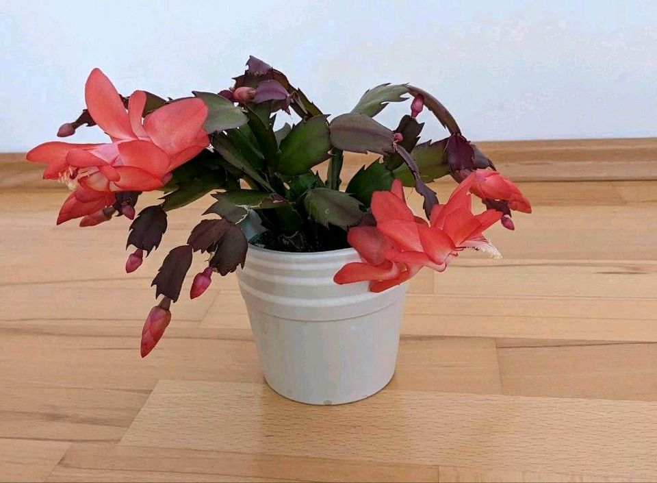 Weihnachtskaktus (Schlumbergera) mit Blüten. in Düsseldorf