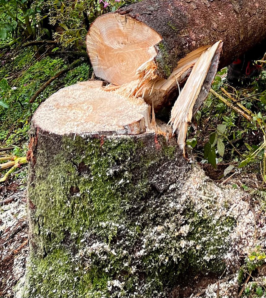 Baumfällung, Baum fällen, Baumfällarbeiten… in Overath