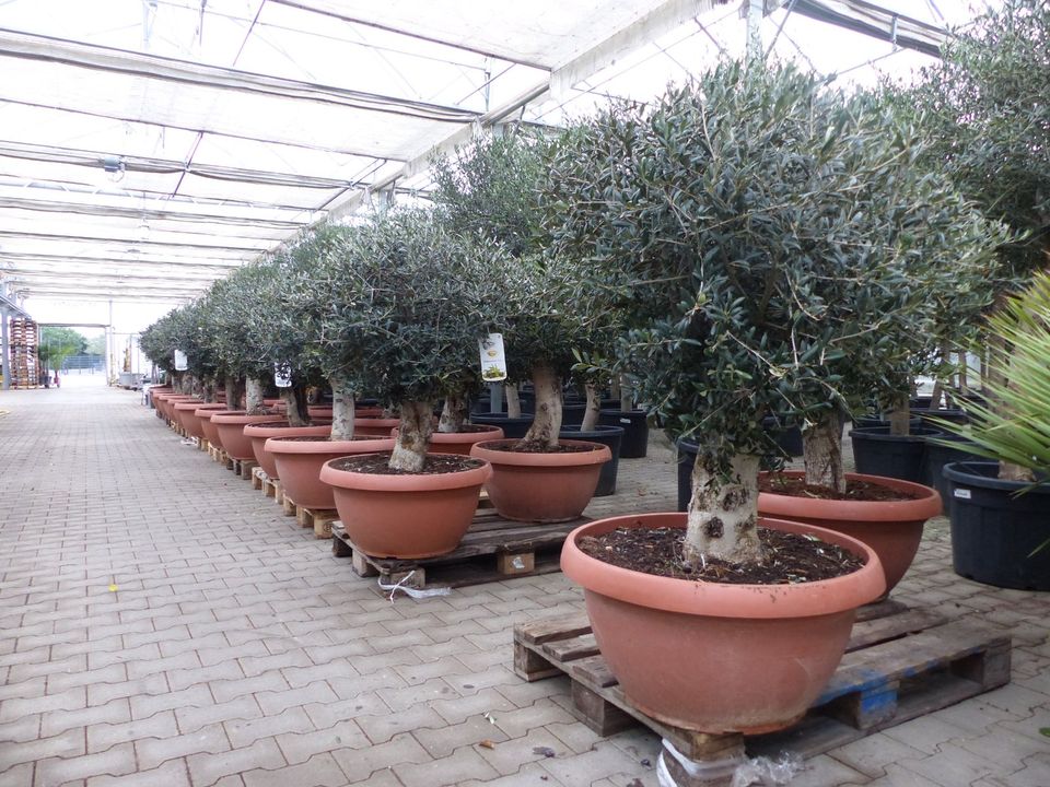 Bonsai Olivenbaum "Manzanilla" in Bonsai-Schale 150-160 cm in Goch