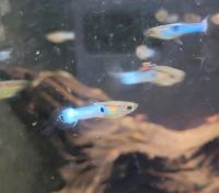 Guppys Japan Blue, Garnelen, Aquarium Nürnberg (Mittelfr) - Aussenstadt-Sued Vorschau