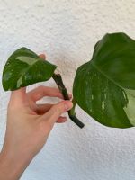 Philodendron white princess Ableger Steckling unbewurzelt Stuttgart - Stuttgart-Süd Vorschau