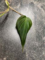 Ableger Steckling Philodendron Scandens Micans Hessen - Taunusstein Vorschau