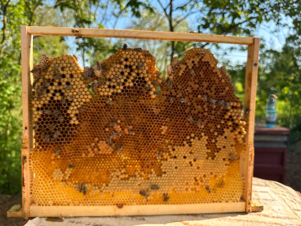 Bienen Ableger, Carnica, Bio Demeter zertifiziert in Friedberg (Hessen)