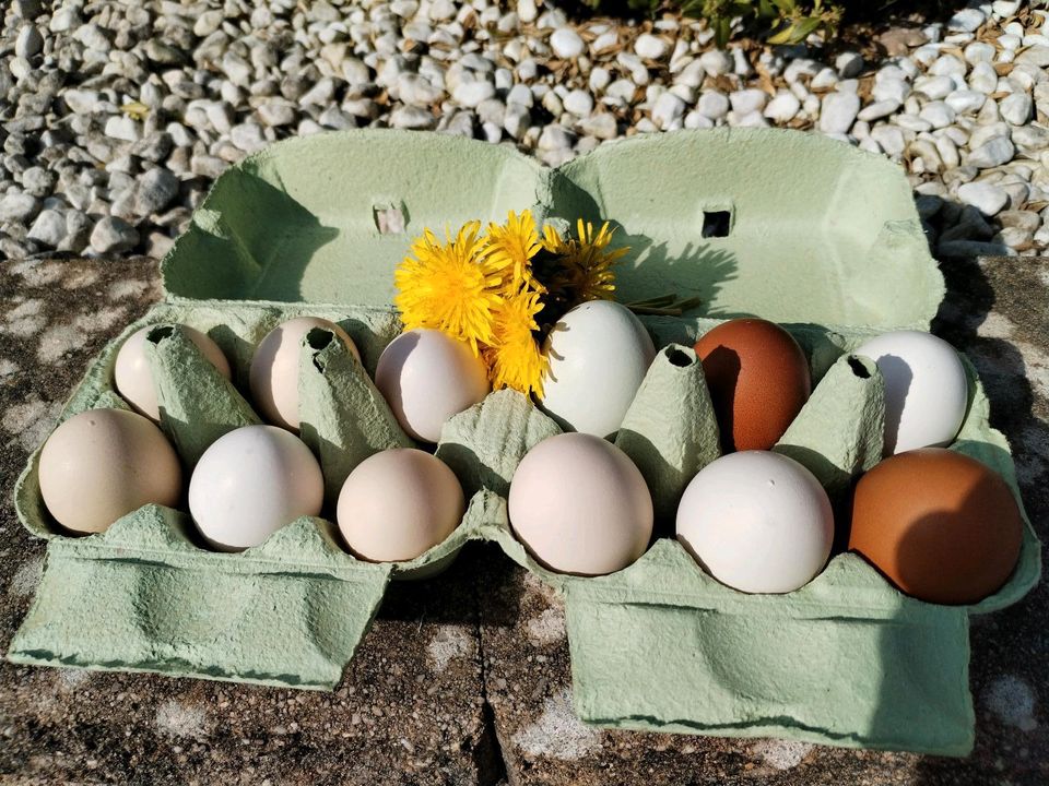 Frische Eier 6 Stück in Petersberg
