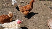 5 Hühner ab zu geben Baden-Württemberg - Erolzheim Vorschau