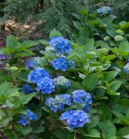 Bauernhortensie General Vicomtesse de Vibraye 30-40cm - Hydrangea Niedersachsen - Bad Zwischenahn Vorschau