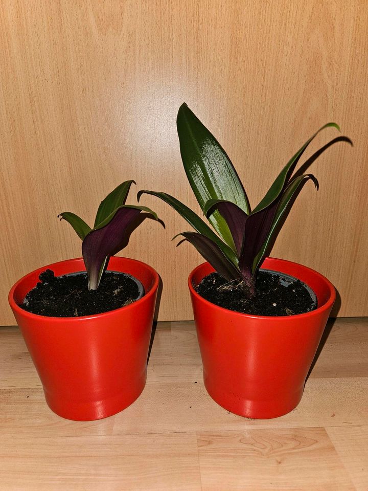 Bootspflanze Rhoeo Tradescantia Zimmerpflanze Dreimasterblume in Handewitt