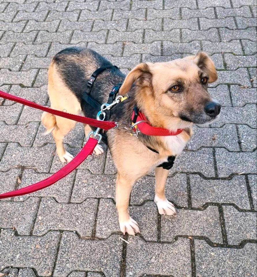 Marla - menschenbezogene Hündin sucht ihr Zuhause❤️ in Hameln