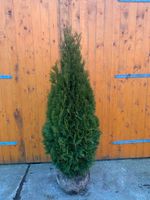 Thuja occ. 'Smaragd ' bis 200 cm Niedersachsen - Filsum Vorschau