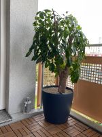 Baumpflanze indoor & Outdoor München - Milbertshofen - Am Hart Vorschau