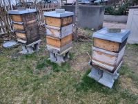 Bienenvölker mit Beute - 2-räumig auf Zander/Hoffmann Rähmchen Kr. München - Aying Vorschau