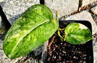 Scindapsus Jade Satin Variegata Marble - Y12 Hessen - Obertshausen Vorschau