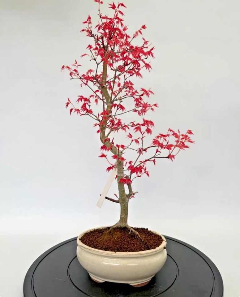 Bonsai Acer Palmatum Deshojo. 2 verschiedene. Preis pro Stück in Böhl-Iggelheim