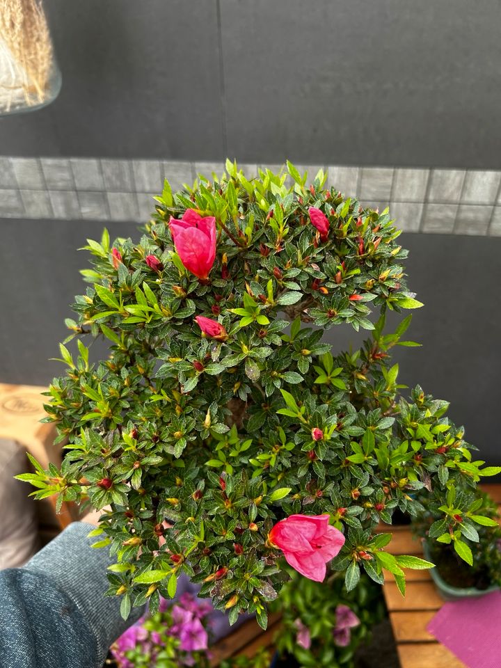 Bonsai Shohin Azalee Shinzan (Rhododendron indicum) Japan Import in Saarbrücken