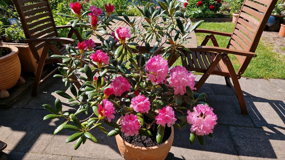 Rhododendron im Topf in Kiel