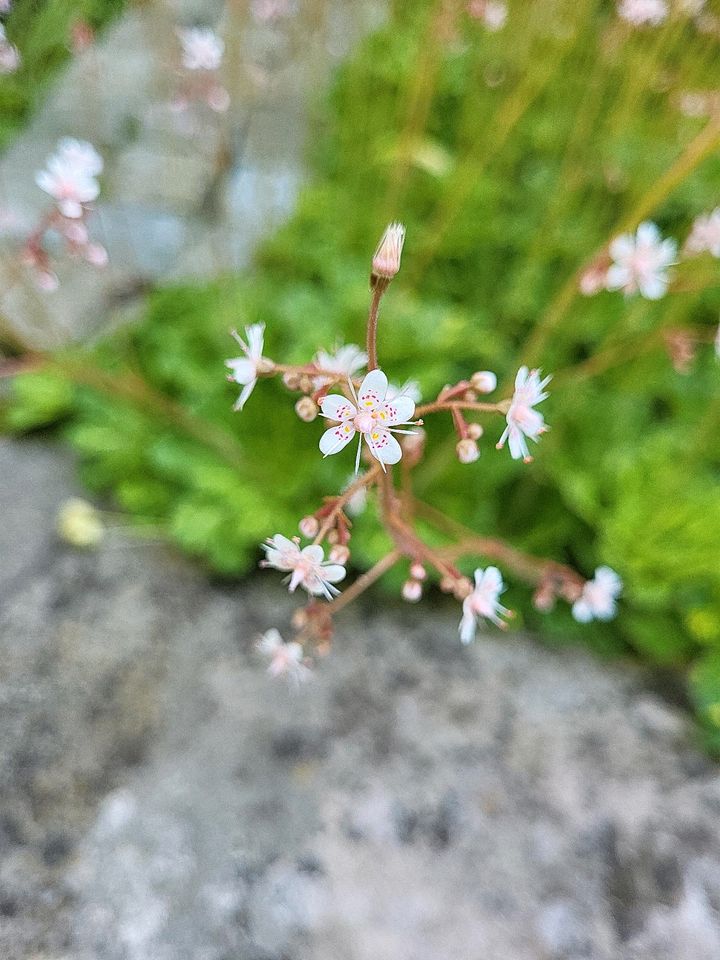 Sern-Steinbrech, Porzellanblume in Pörnbach