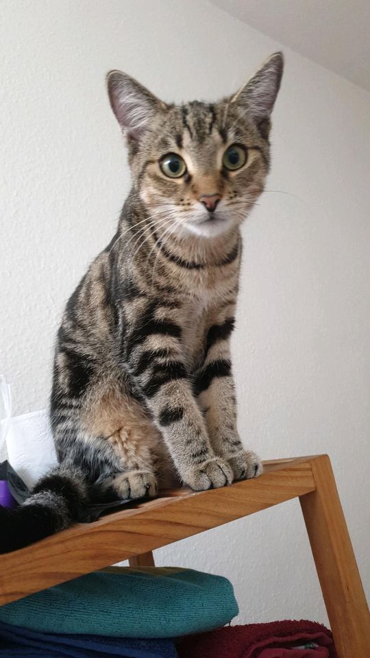 Bildhübsche Katze sucht neues Zuhause in Erlensee