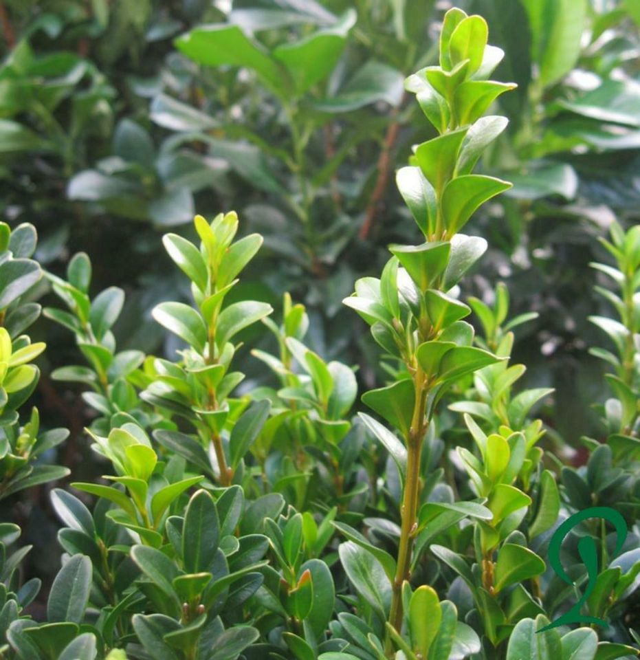 Buchsbaum Buchs 80 bis 100cm Pflanzenhöhe 12,- z.b als Hecke. in Wietmarschen