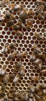 Bienenableger Bienenvolk Baden-Württemberg - Zaberfeld Vorschau