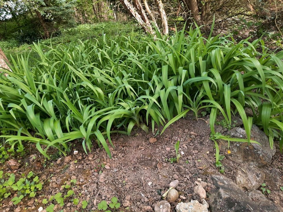 Lilien "Taglilie" orange Garten Pflanze Stauden in Laupheim