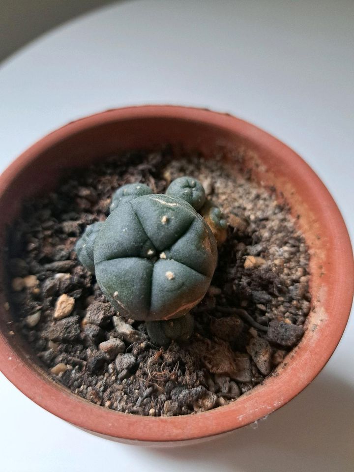 Peyote Pflanze Kaktus Lophophora Williamsii in Bibertal