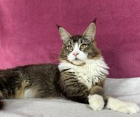 Maine Coon Kater mit Stammbaum Nordrhein-Westfalen - Grevenbroich Vorschau