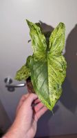 Syngonium Mottled Mojito Zimmerpflanze Grünpflanze Hessen - Kassel Vorschau