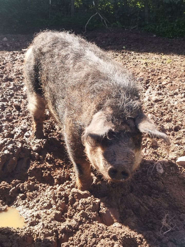 Wollschwein, schwalbenbäuchiger Mangalica Eber, nicht kastriert in Ormont