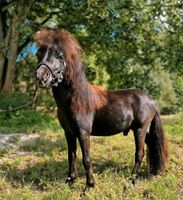 American Miniature Horse Sachsen - Thermalbad Wiesenbad Vorschau