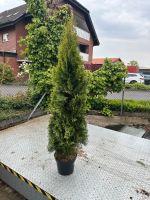 Thuja Smaragd, Lebensbaum, Sichtschutz, Hecke, Heckenpflanze Nordrhein-Westfalen - Schloß Holte-Stukenbrock Vorschau