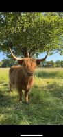 Schottisches Hochlandrind / Highland Cattle Hessen - Herborn Vorschau