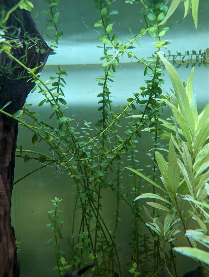 Pflanzenpaket Aquarium Froschbiss Wasserkelch Pfeilkraut Rotala in Hohenwart