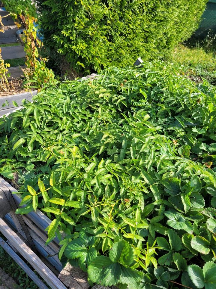 Erdbeerhimbeeren in Erfurt