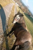 Pflegebeteiligung Pony sucht Mensch Bayern - Pegnitz Vorschau