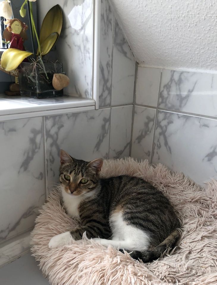 Liebe und süße Kater Cem und Can suchen ein zu Hause! Katze in Detmold